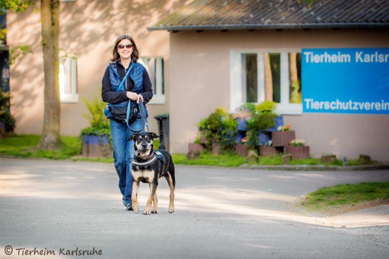 Hunde ausführen Tierheim Karlsruhe